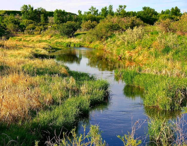 scenic view of lake by trees