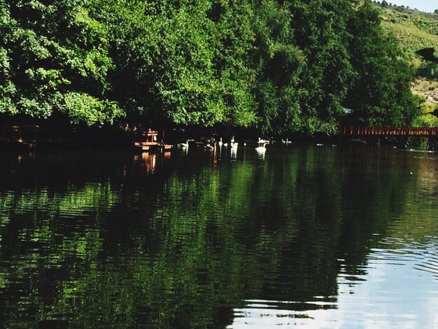 Photo scenic view of lake by trees