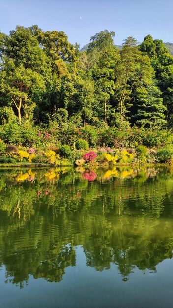 Photo scenic view of lake by trees