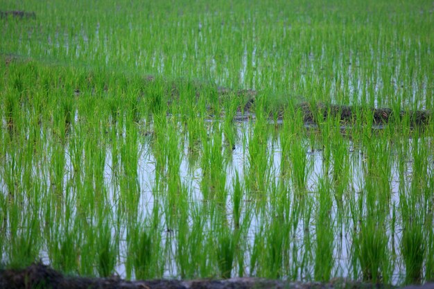 Scenic view of lake in field