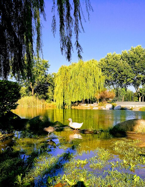 Scenic view of lake in forest against clear blue sky