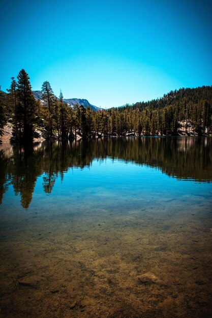 Photo scenic view of lake in forest against clear blue sky