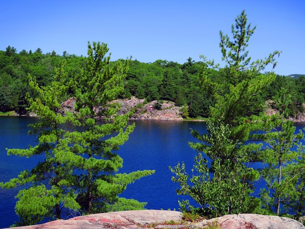 Scenic view of lake in forest against clear blue sky