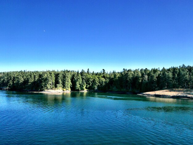 Scenic view of lake in forest against clear blue sky