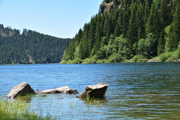 Scenic view of lake in forest against sky