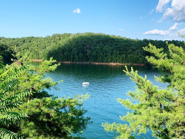 Scenic view of lake in forest against sky