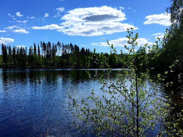 Scenic view of lake in forest against sky