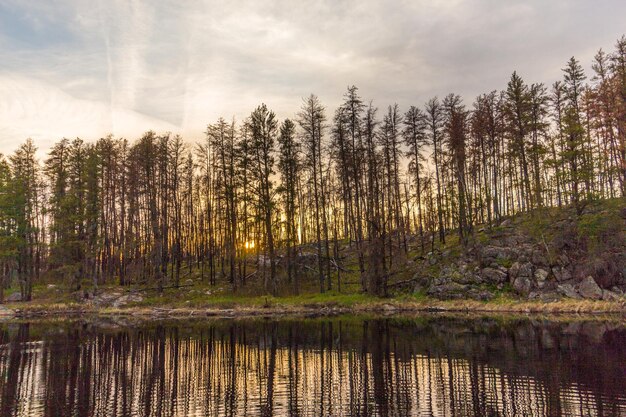 Scenic view of lake in forest against sky