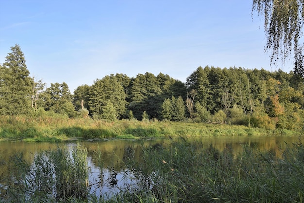 Scenic view of lake in forest against sky