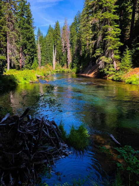 Scenic view of lake in forest against sky