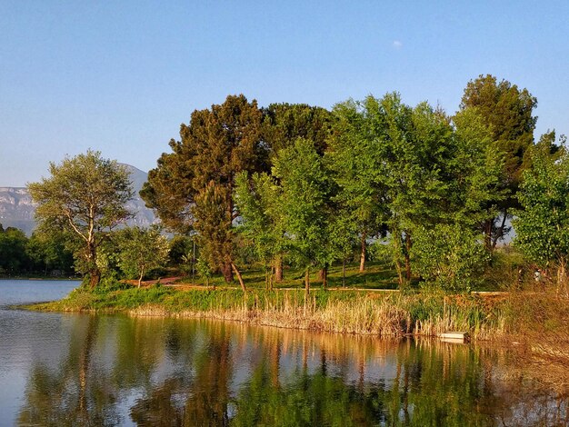 Scenic view of lake in forest against sky