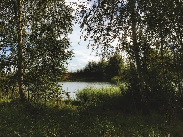 Scenic view of lake in forest against sky