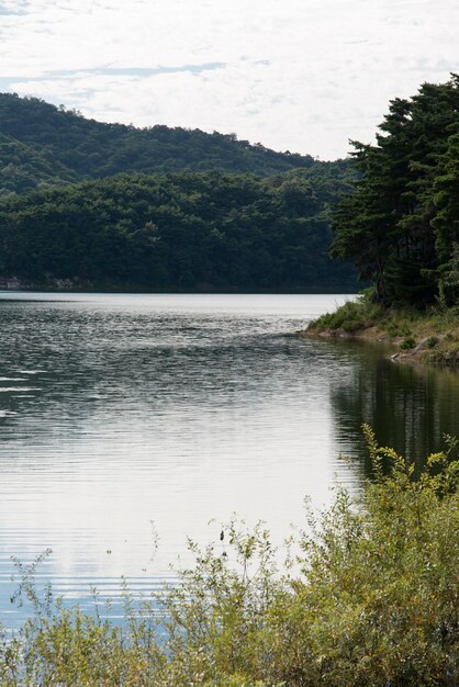 Foto vista panoramica del lago nella foresta contro il cielo