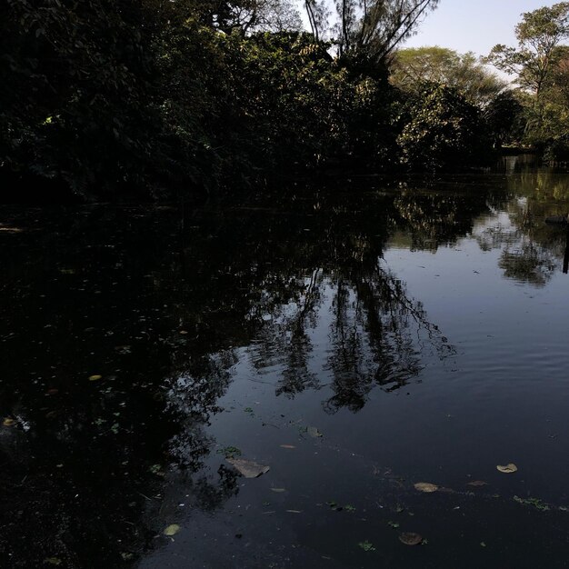 Scenic view of lake in forest against sky