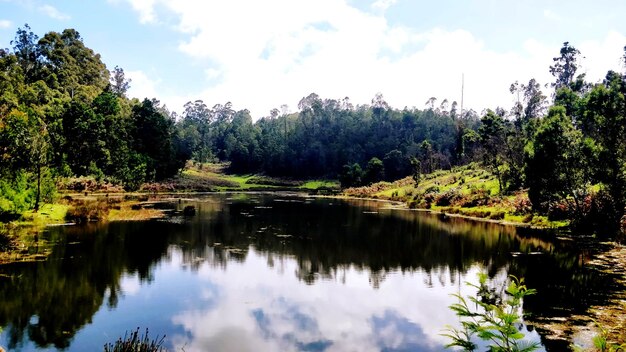 Scenic view of lake in forest against sky