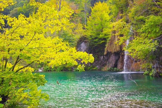 Scenic view of lake in forest during autumn