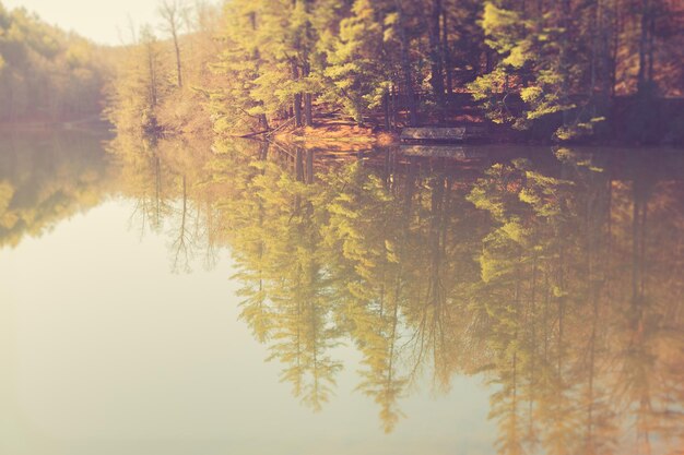 Photo scenic view of lake in forest during autumn