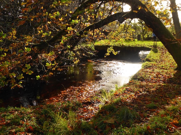 Foto vista panoramica del lago nella foresta durante l'autunno