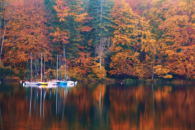 Photo scenic view of lake in forest during autumn