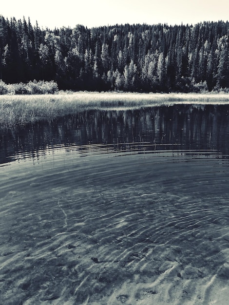 Foto vista panoramica del lago nella foresta durante l'inverno