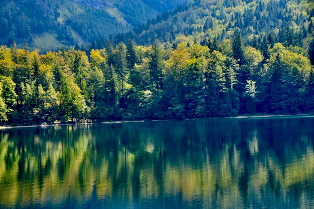 Scenic view of lake in forest with trees reflecting in water