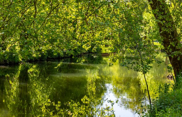 Scenic view of lake in forest