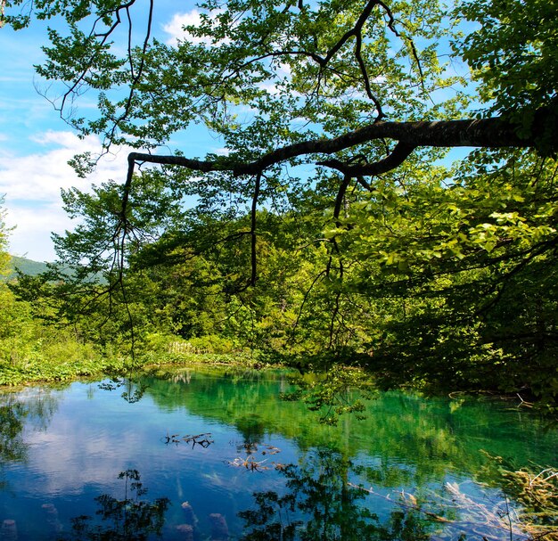 Foto la vista panoramica del lago nella foresta