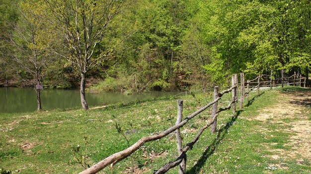 Foto la vista panoramica del lago nella foresta