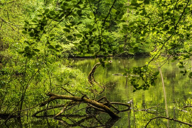 Scenic view of lake in forest