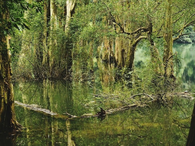 Photo scenic view of lake in forest