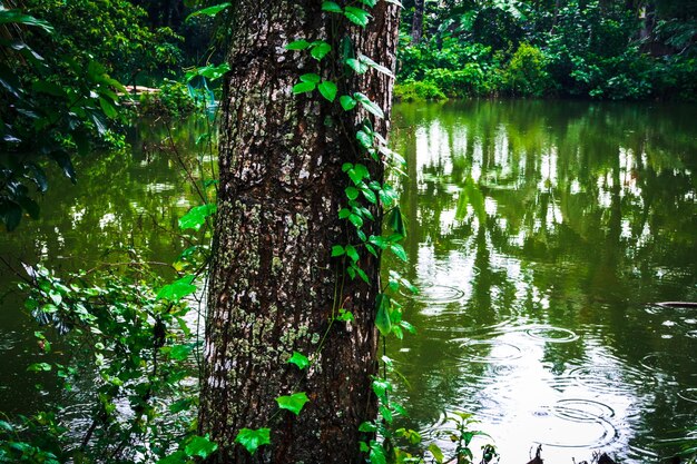 Scenic view of lake in forest