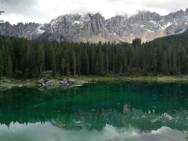 Foto la vista panoramica del lago nella foresta