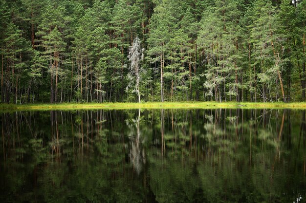 Photo scenic view of lake in forest