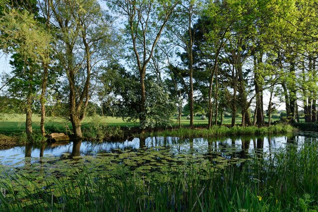 Scenic view of lake in forest