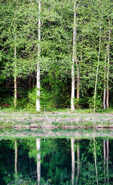 Photo scenic view of lake in forest