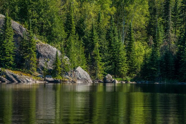 Photo scenic view of lake in forest