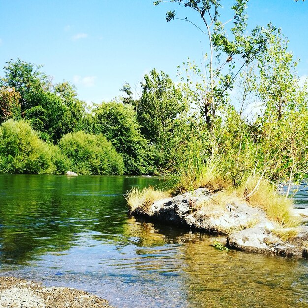 Scenic view of lake in forest