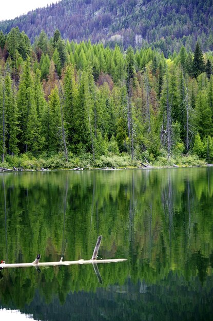 Photo scenic view of lake in forest