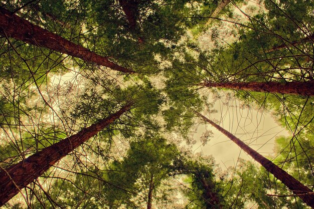 Foto la vista panoramica del lago nella foresta