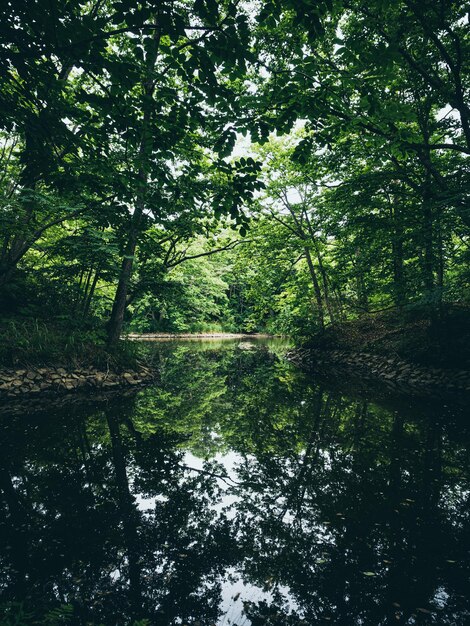 Scenic view of lake in forest