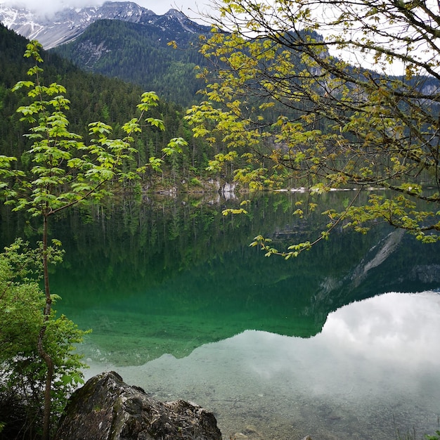 Foto la vista panoramica del lago nella foresta