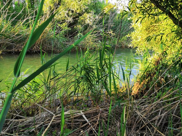 Scenic view of lake in forest