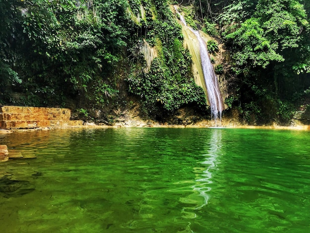 Scenic view of lake in forest