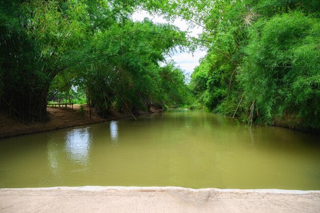 Scenic view of lake in forest