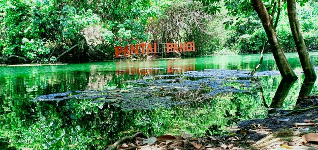 Scenic view of lake in forest