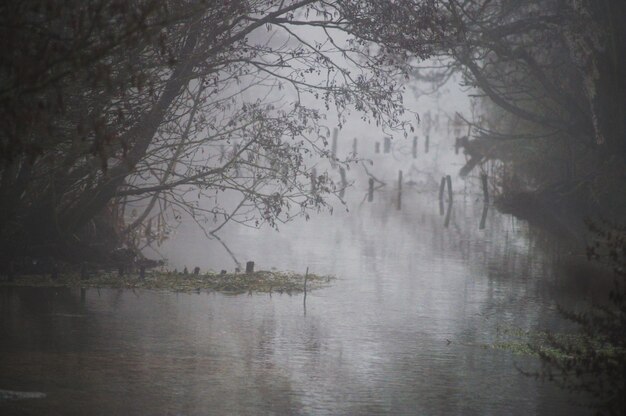 Foto la vista panoramica del lago nella foresta