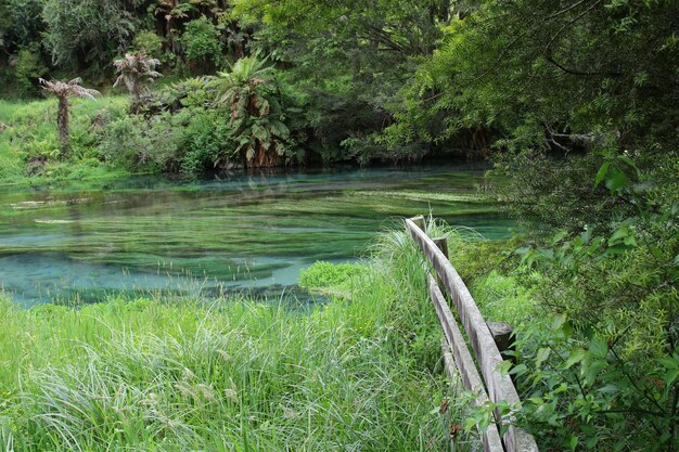 Scenic view of lake in forest