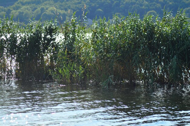 Scenic view of lake in forest