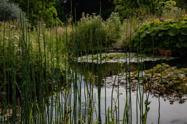 Photo scenic view of lake in forest