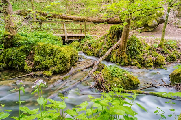 Foto la vista panoramica del lago nella foresta